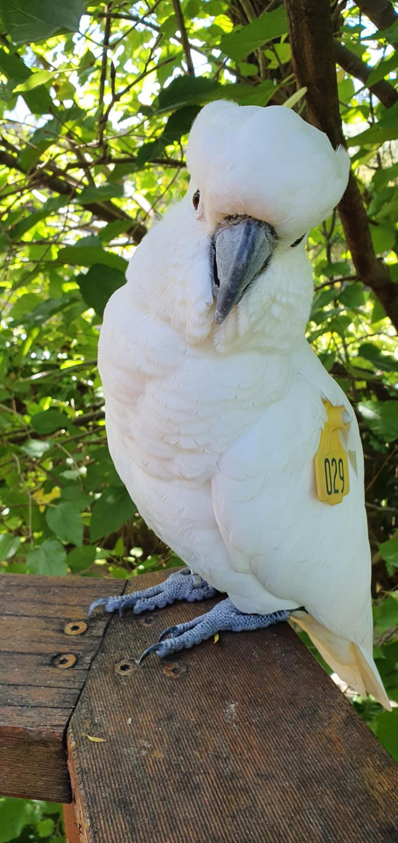 Sulphur-crested Cockatoo in Big City Birds App spotted by Fullersrd on 04.03.2021