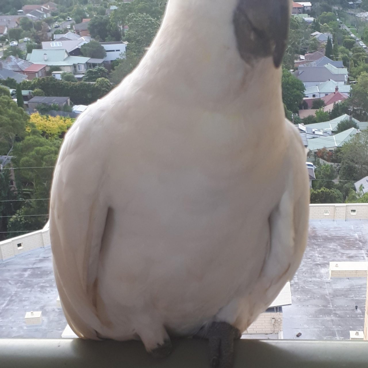 Sulphur-crested Cockatoo in Big City Birds App spotted by Julie Vaux on 27.12.2020