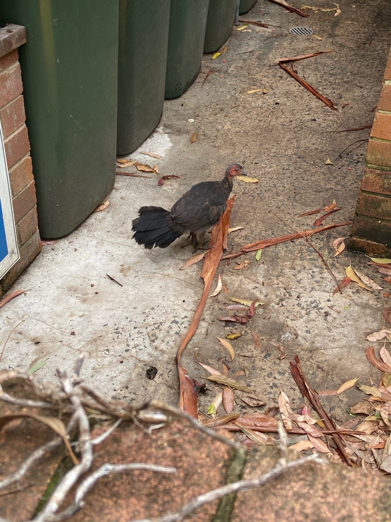 Brush-turkey in Big City Birds App spotted by Tamika Ellis on 29.12.2020