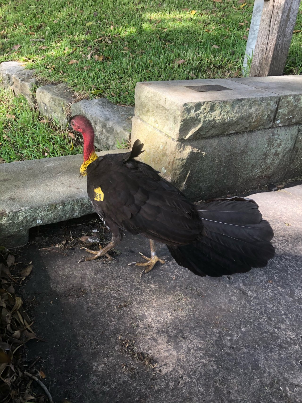 Brush-turkey in Big City Birds App spotted by Cockie on 23.12.2020