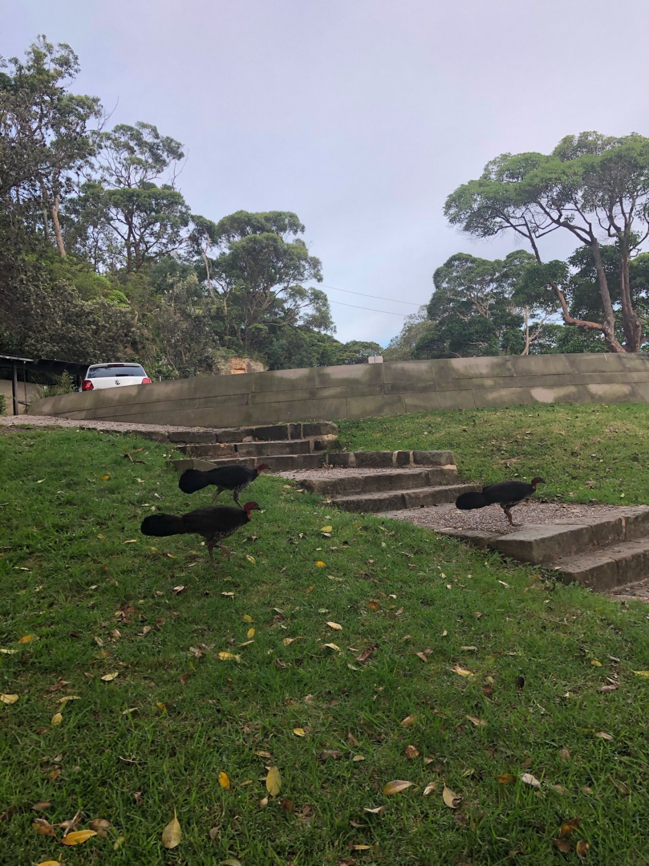 Brush-turkey in Big City Birds App spotted by Cockie on 27.12.2020