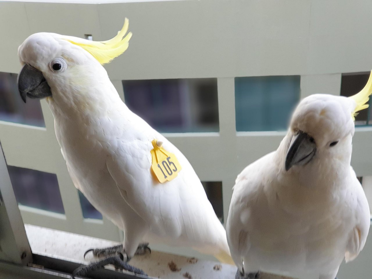 Sulphur-crested Cockatoo in Big City Birds App spotted by TomMassey on 25.01.2021