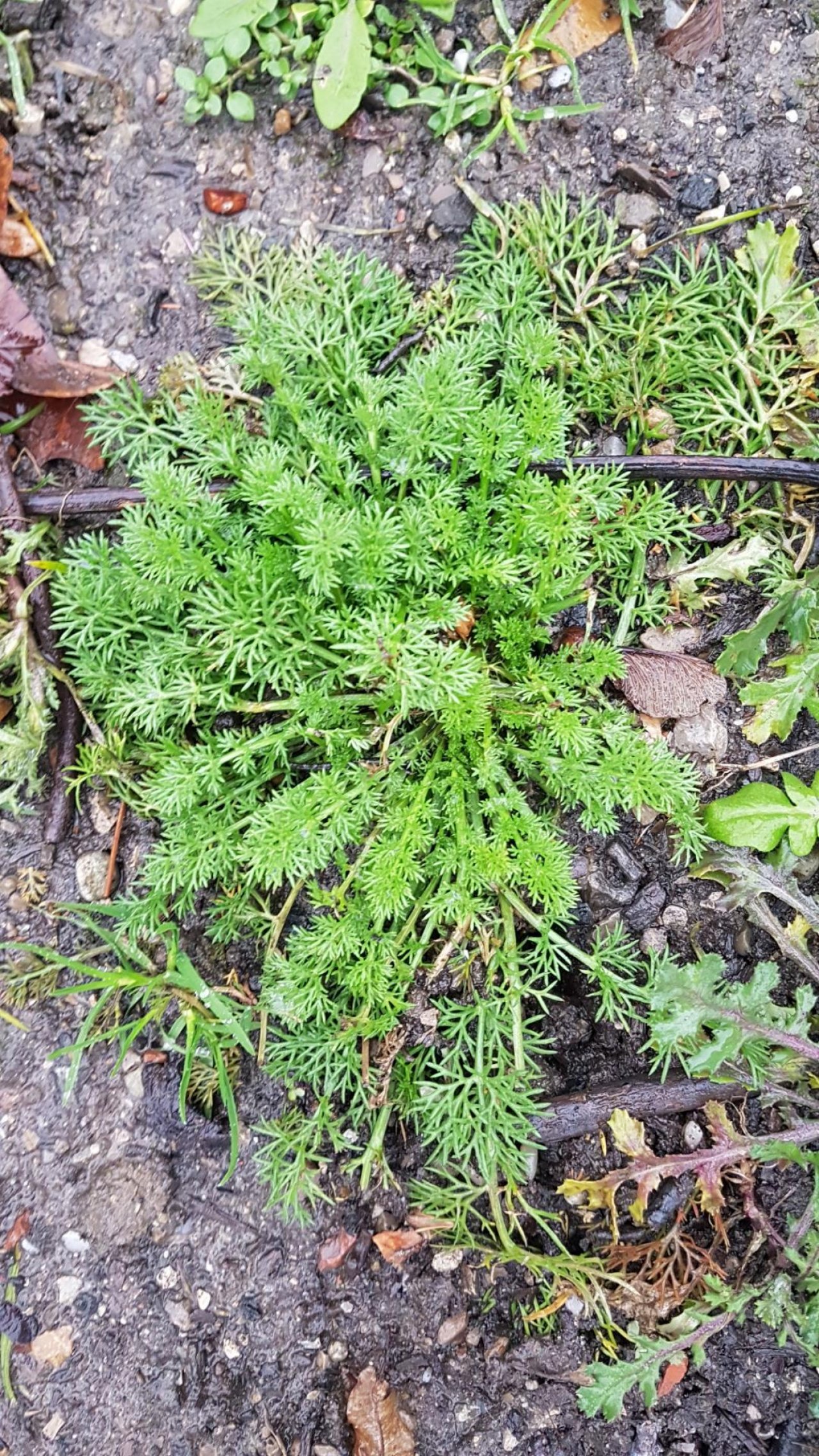 Plants in NatureSpots App spotted by Ka vonSeiten on 07.02.2021