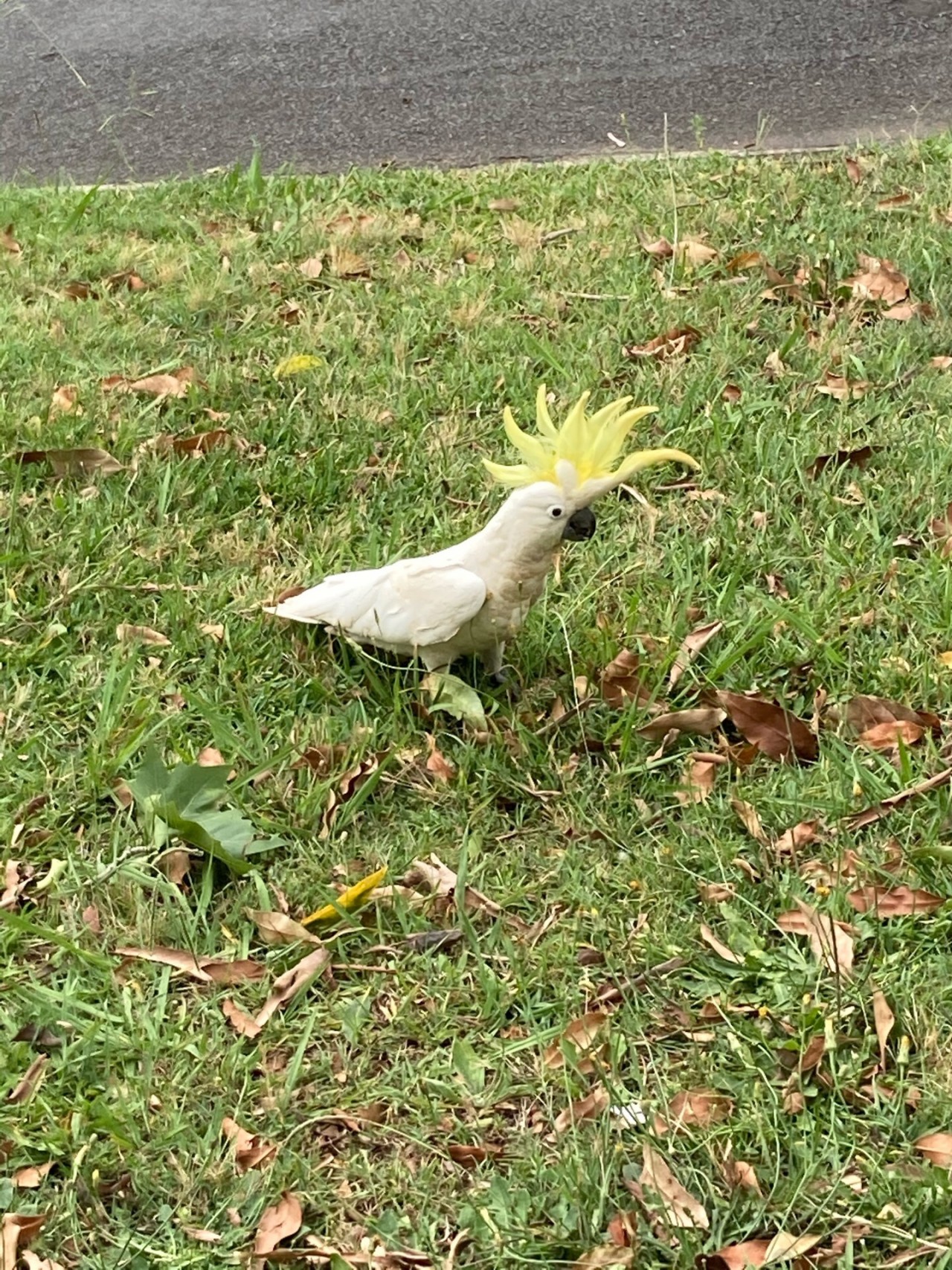 This cocky was walking around flaring its crest while pecking for grass 
