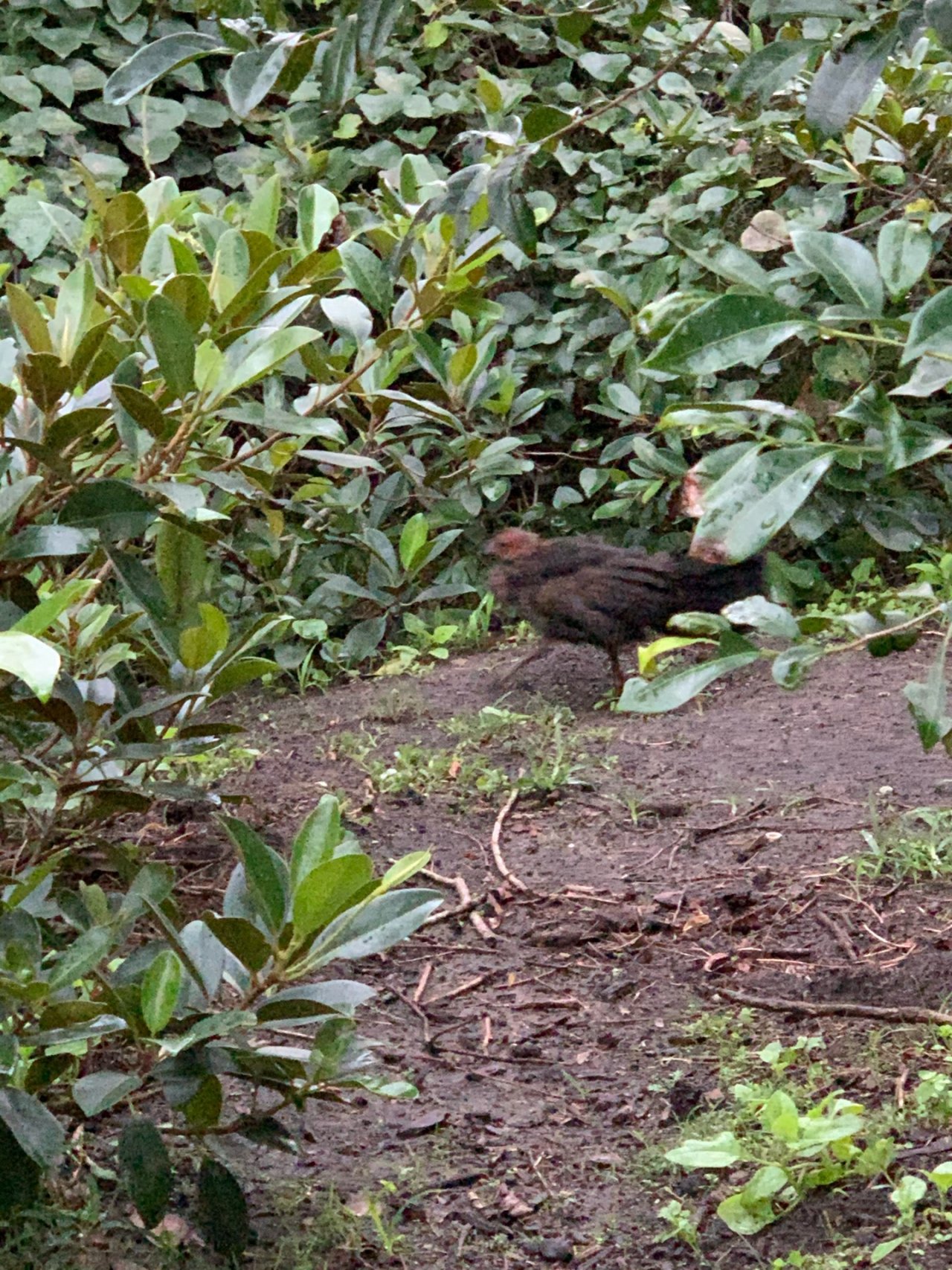 Brush-turkey in Big City Birds App spotted by John Martin on 04.03.2021