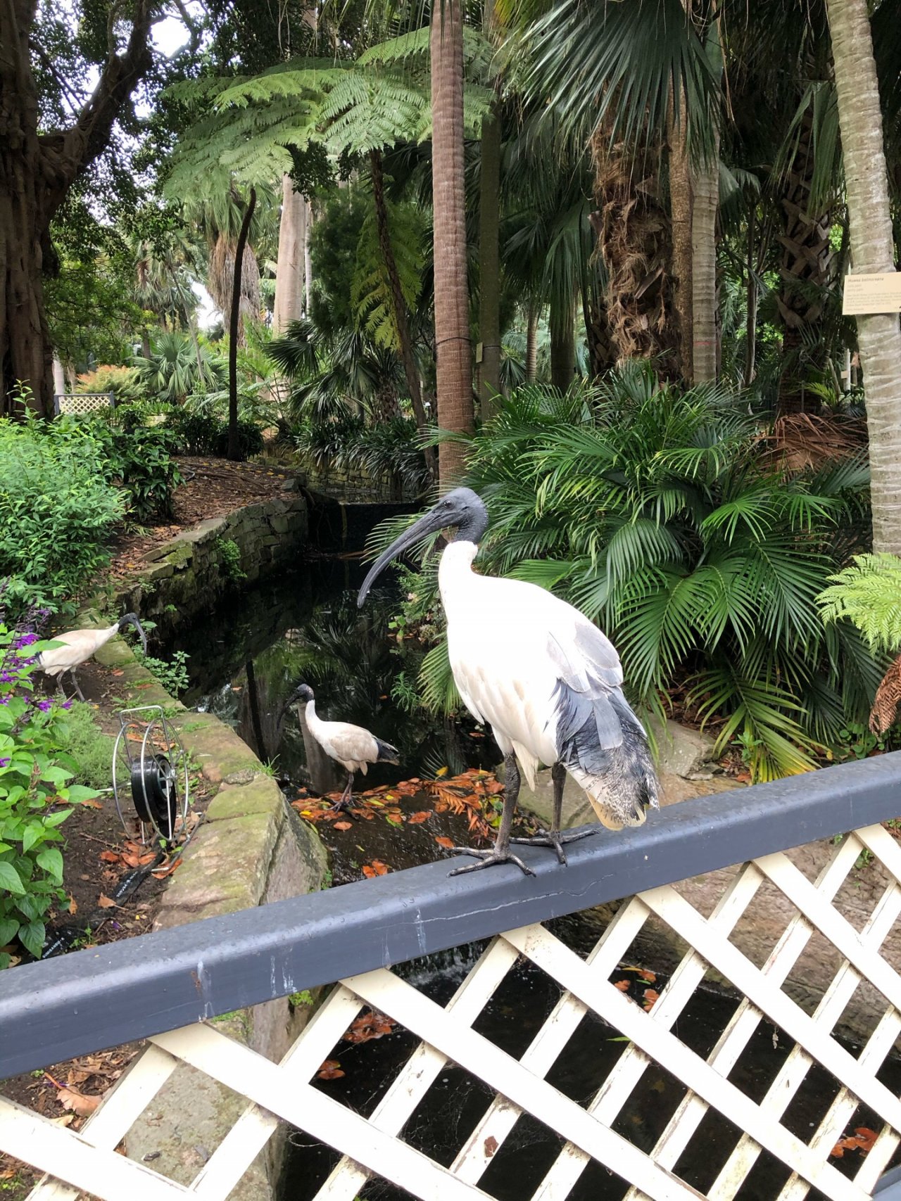 White Ibis in Big City Birds App spotted by Philipp on 17.12.2020