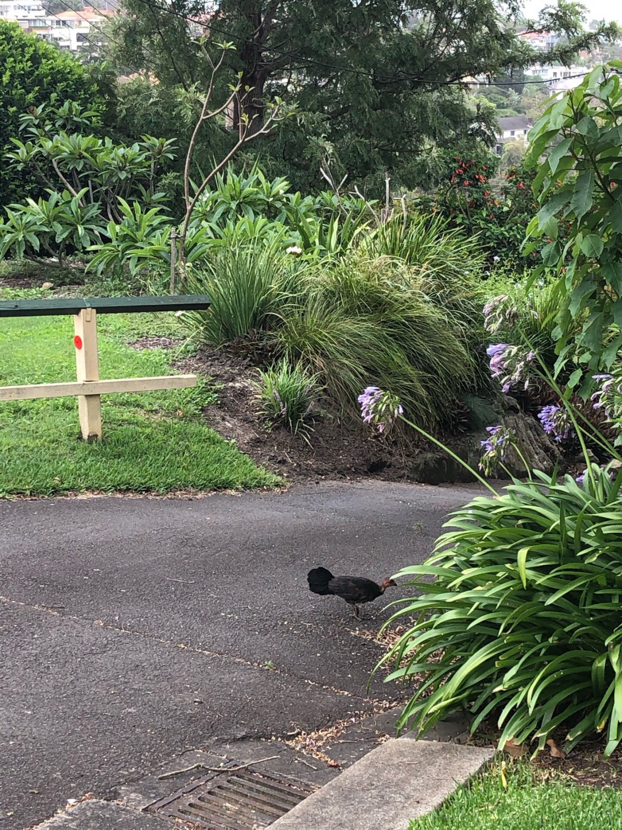 Brush-turkey in Big City Birds App spotted by Cockie on 28.12.2020