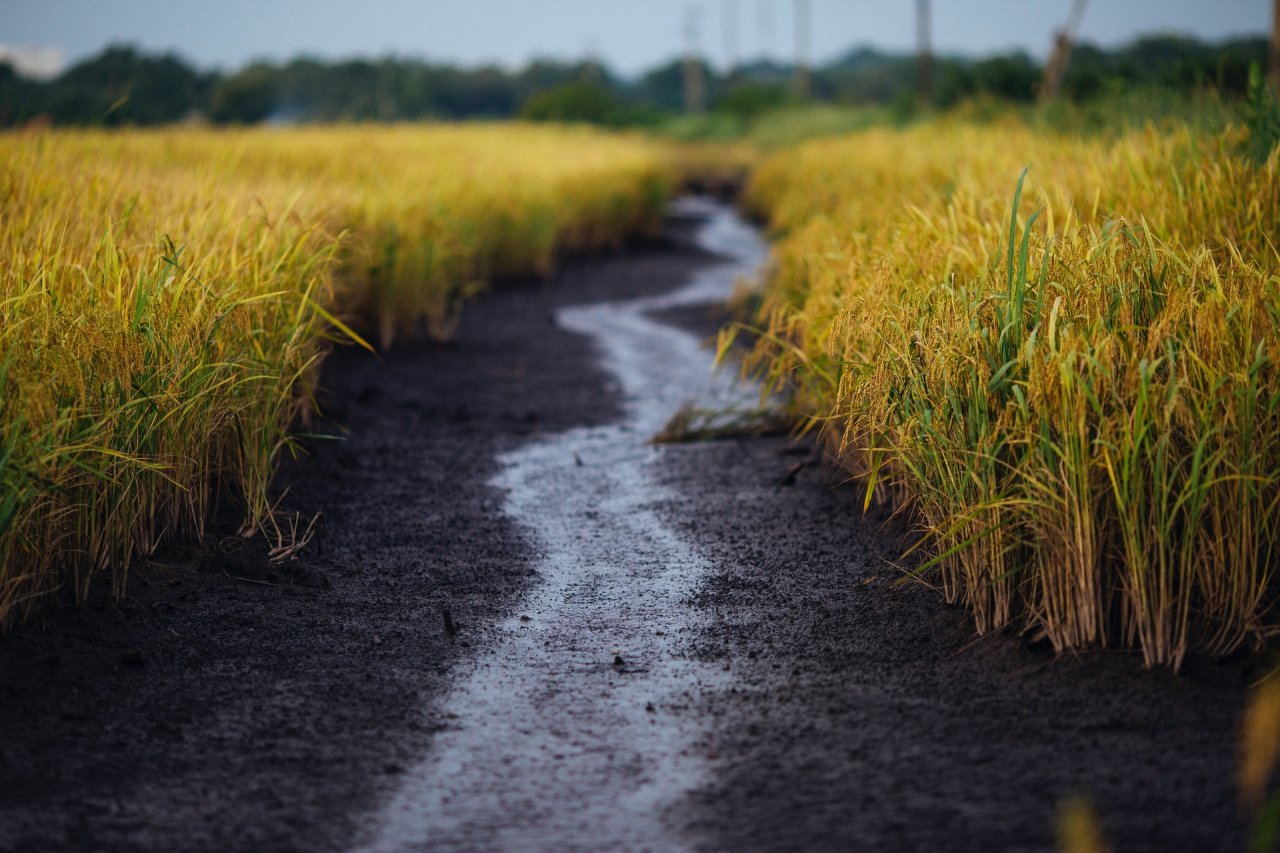 Soil moisture observation