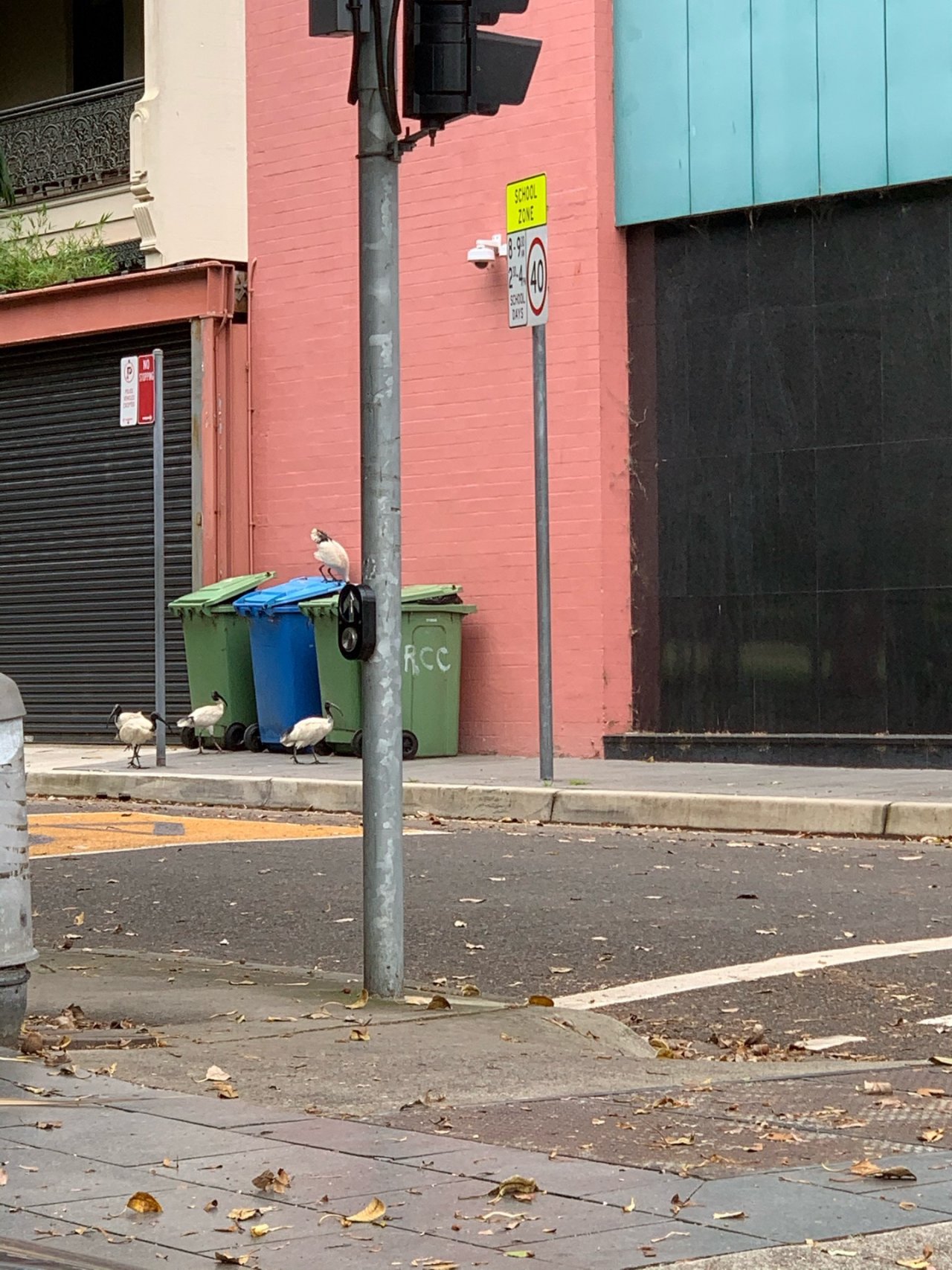 White Ibis in Big City Birds App spotted by Sean Serduk on 18.12.2020