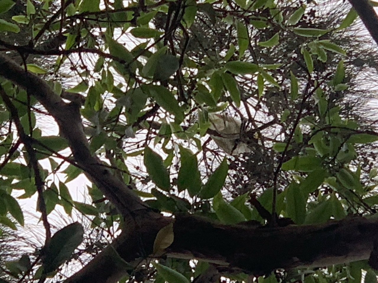 Sulphur-crested Cockatoo in Big City Birds App spotted by John Martin on 01.01.2021