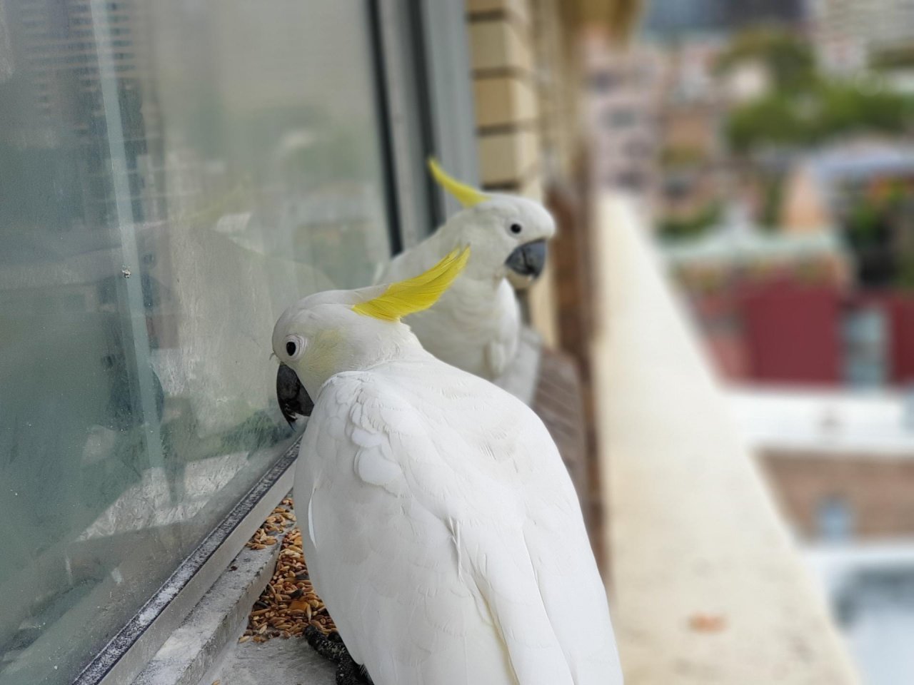 Sulphur-crested Cockatoo in Big City Birds App spotted by TomMassey on 02.01.2021