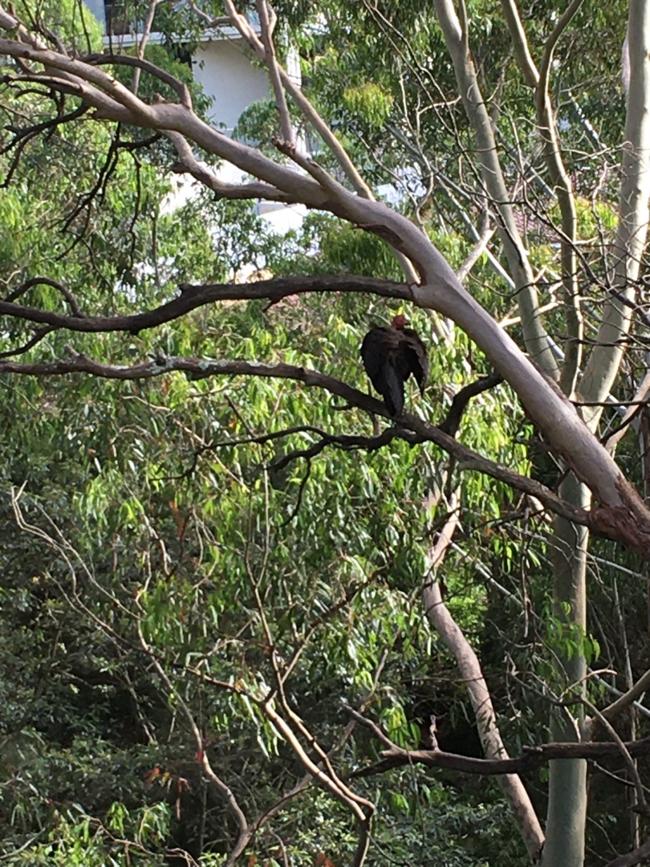 Brush-turkey in Big City Birds App spotted by Margaret Scott on 11.01.2021