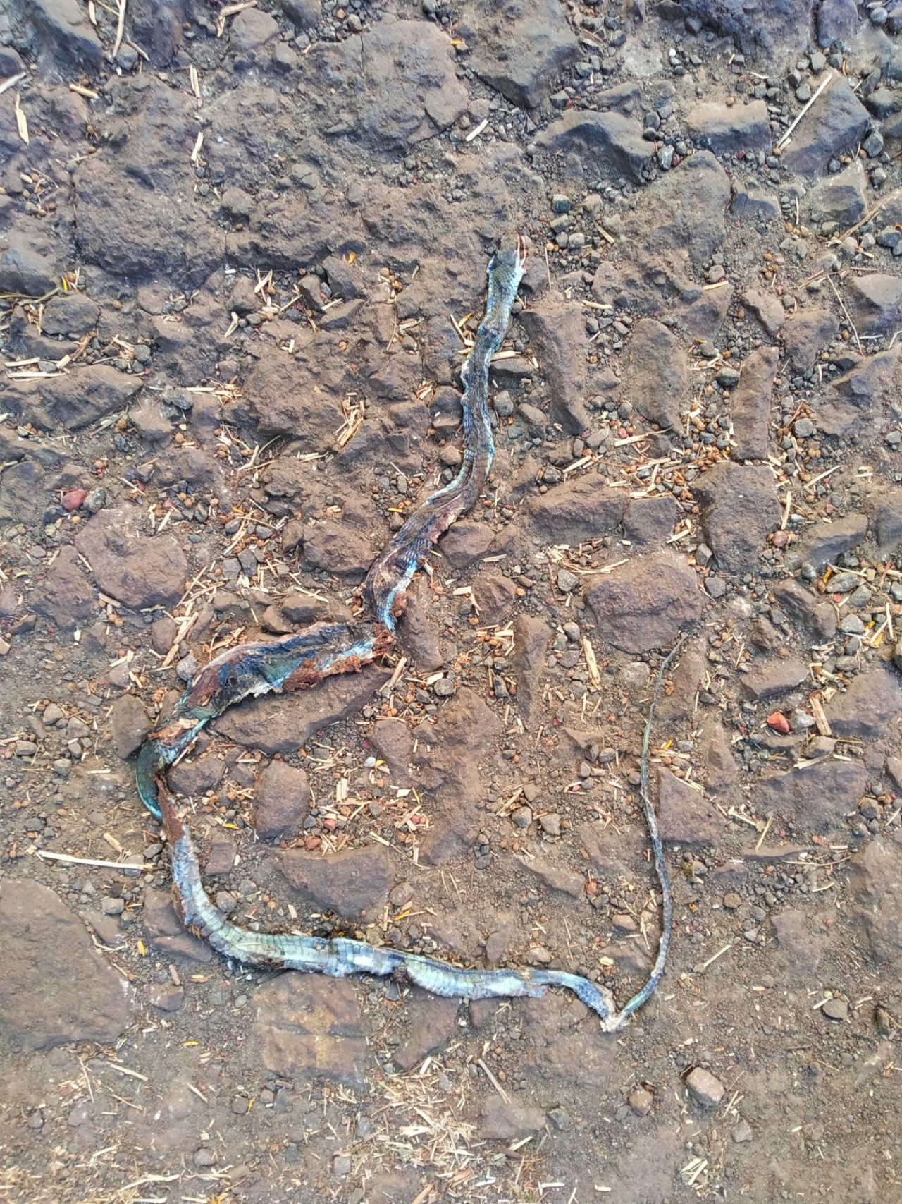 Roadkill of Bronzeback tree snake | Roadkill App | 09.12.2020
