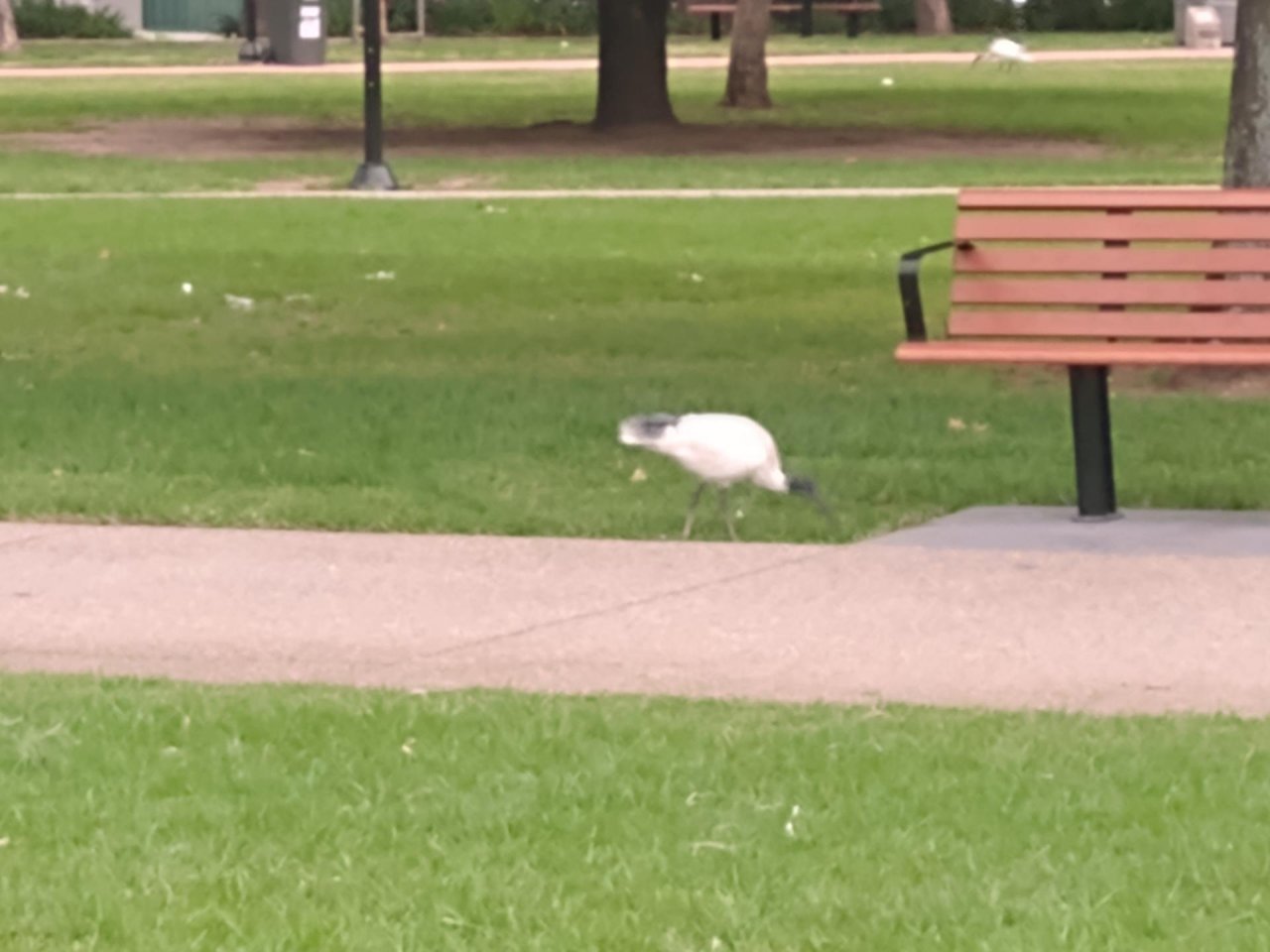 White Ibis in Big City Birds App spotted by Anna on 03.03.2021