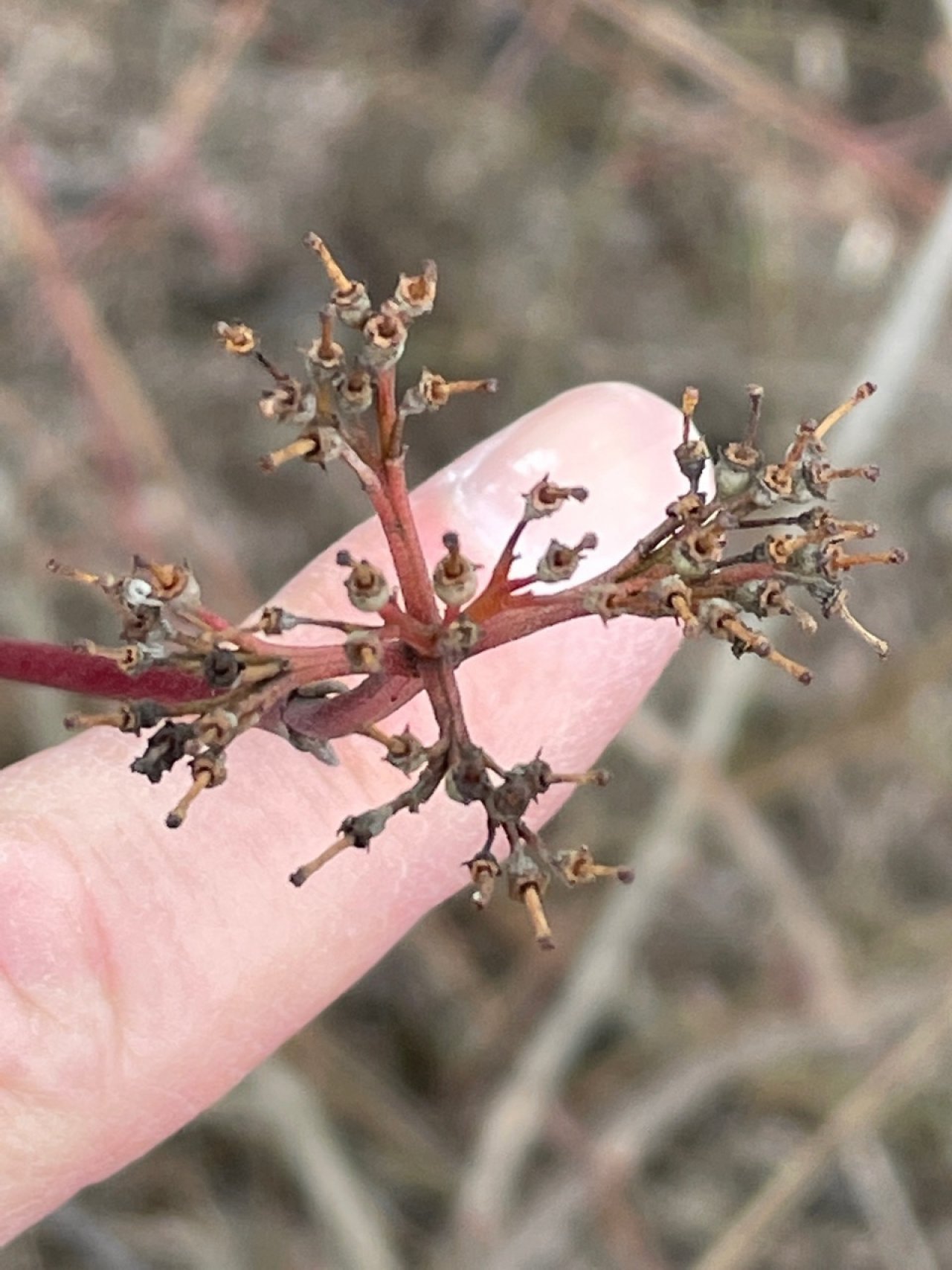 Roter Hartriegel in Naturkalender App spotted by Franz on 24.01.2021