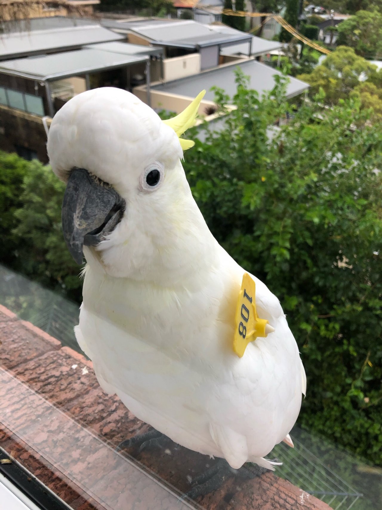 Sulphur-crested Cockatoo in Big City Birds App spotted by Cockie on 04.01.2021