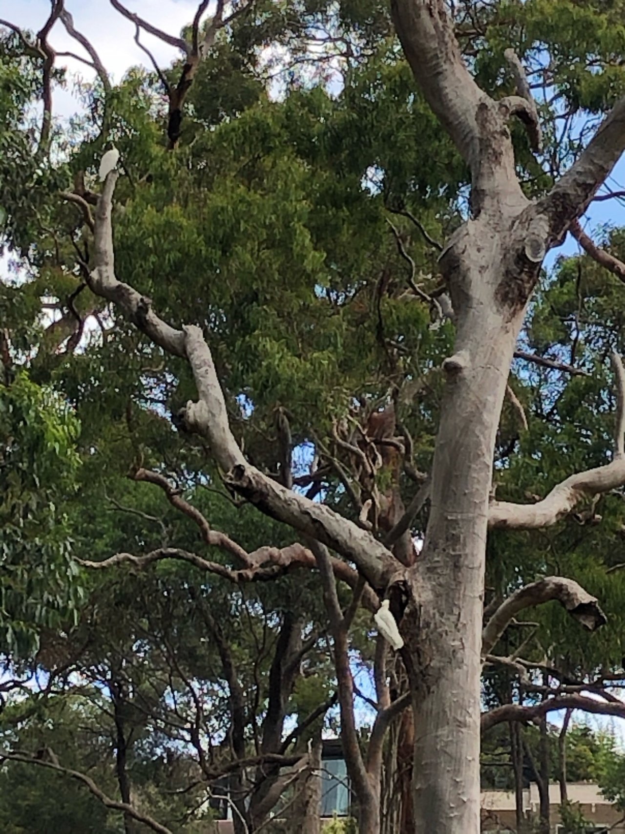 Sulphur-crested Cockatoo in Big City Birds App spotted by Cockie on 18.12.2020