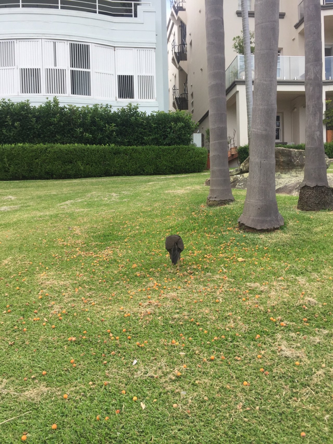 Brush-turkey in Big City Birds App spotted by CS2020 on 15.01.2021