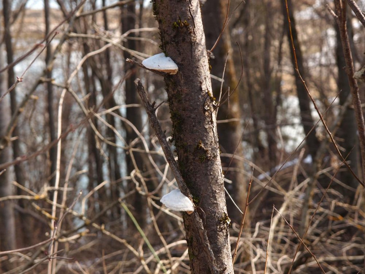 anderer Porling in Pilzfinder App spotted by Matthaeus Koncilja on 08.03.2021