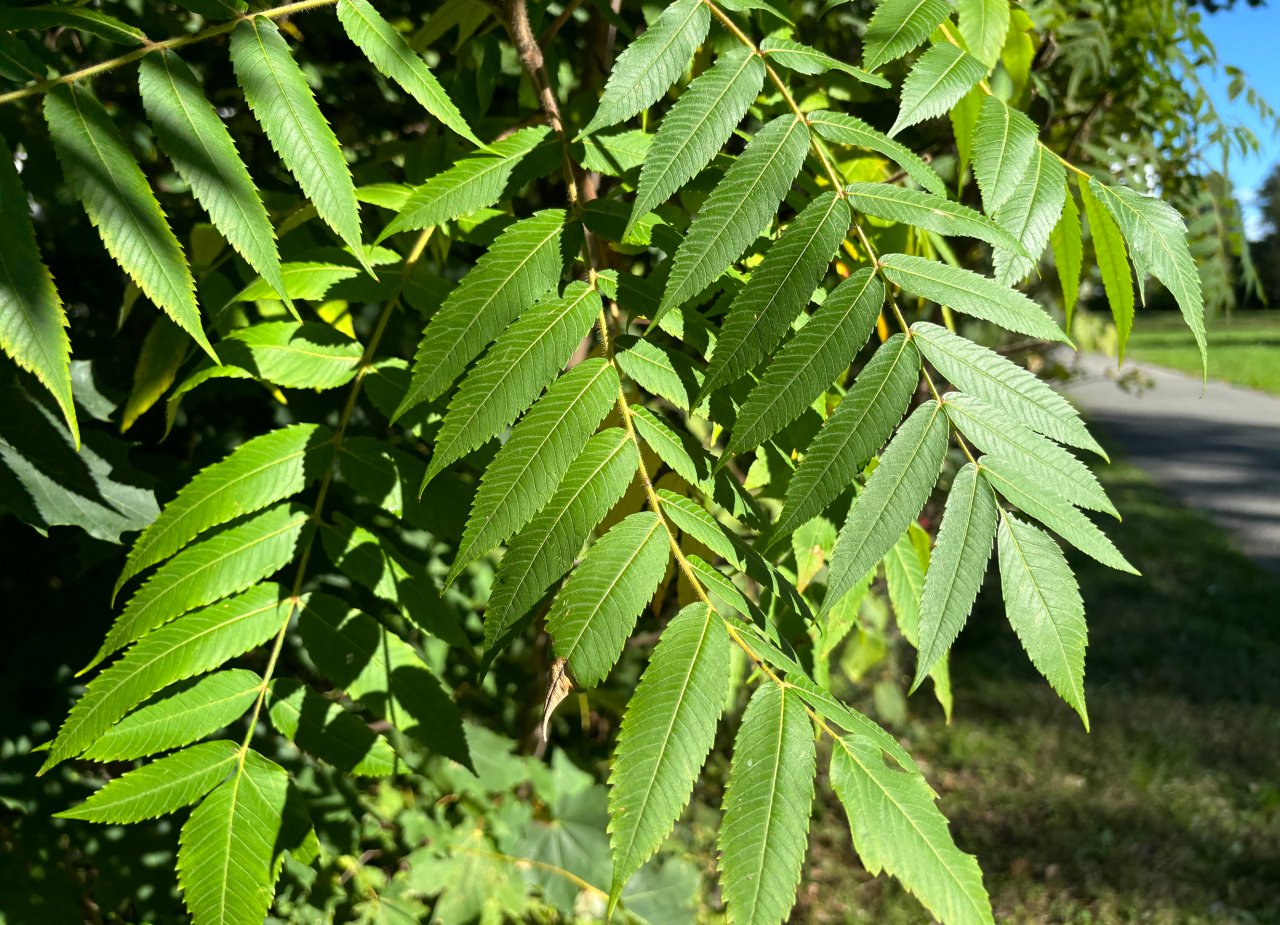 Tree of heaven