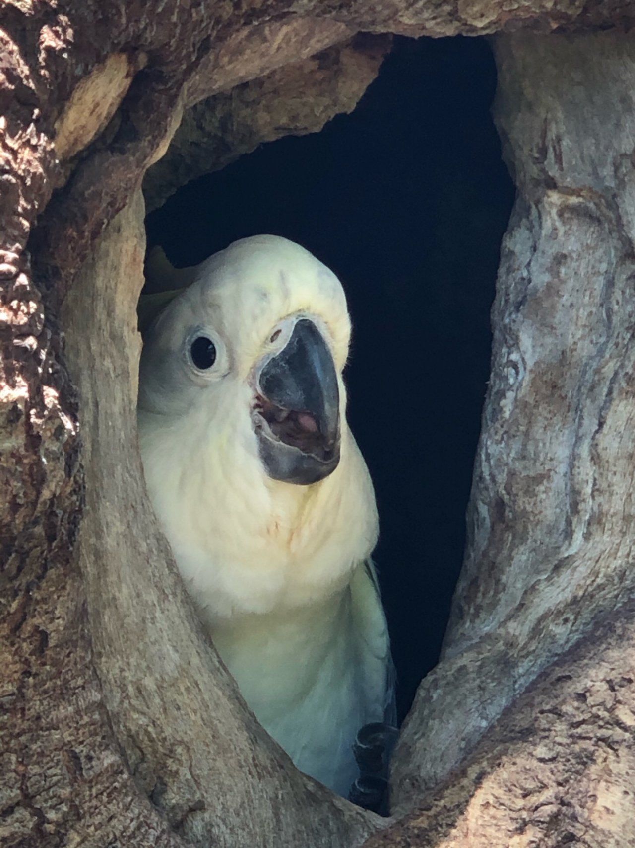 Sulphur-crested Cockatoo in Big City Birds App spotted by lotuslee on 27.12.2020