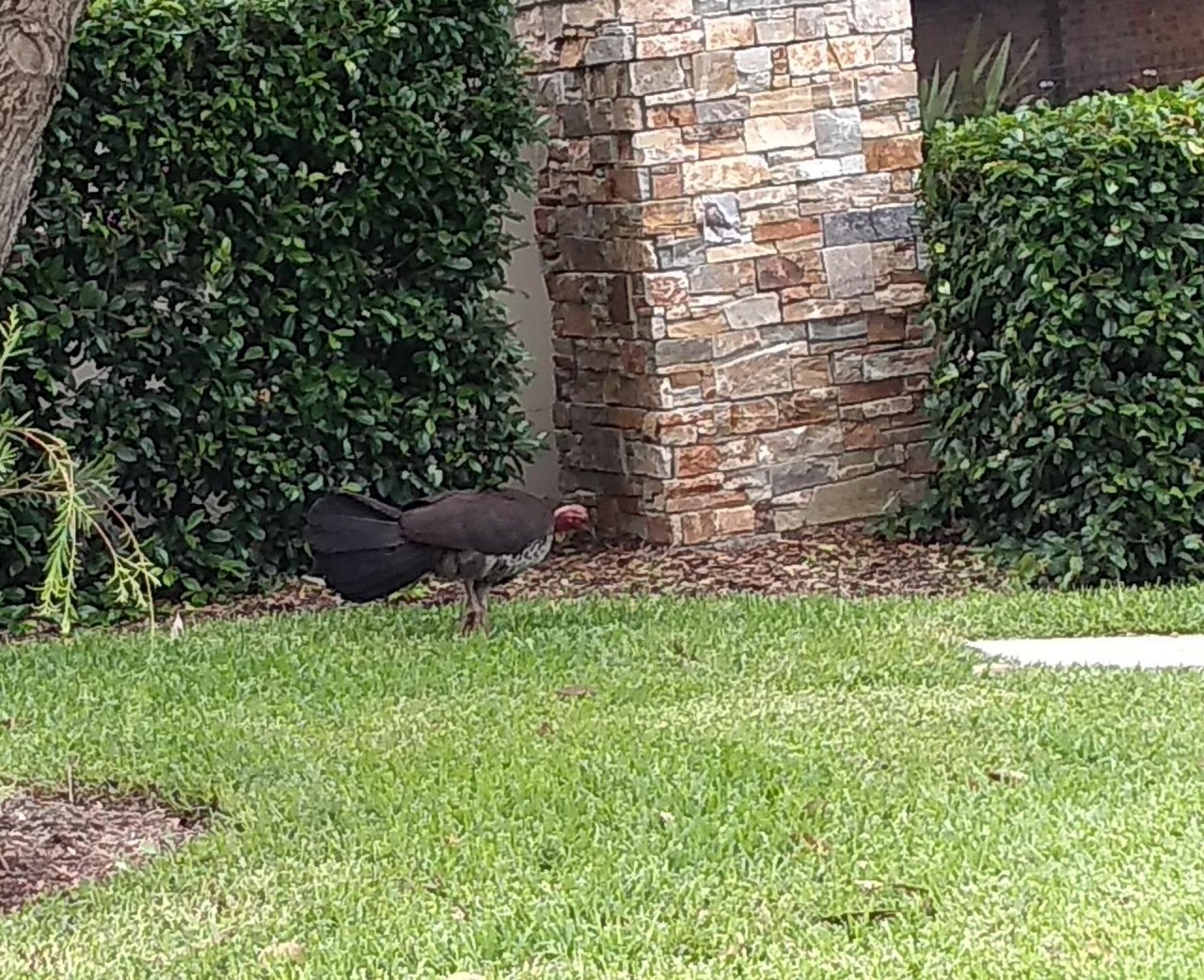 Brush-turkey in Big City Birds App spotted by BJTurkey on 26.12.2020