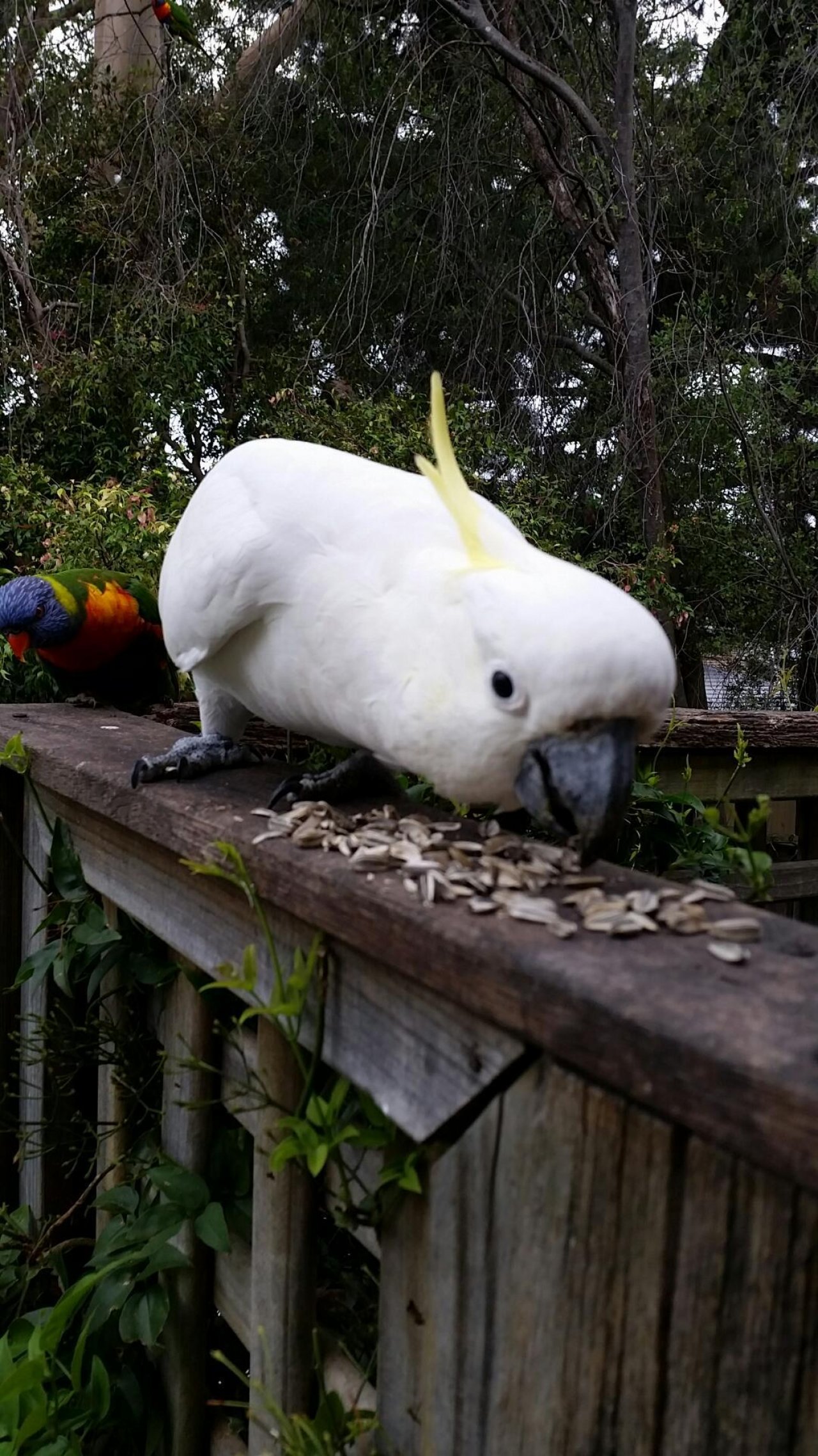 Sulphur-crested Cockatoo in Big City Birds App spotted by Youngbixby on 19.01.2021