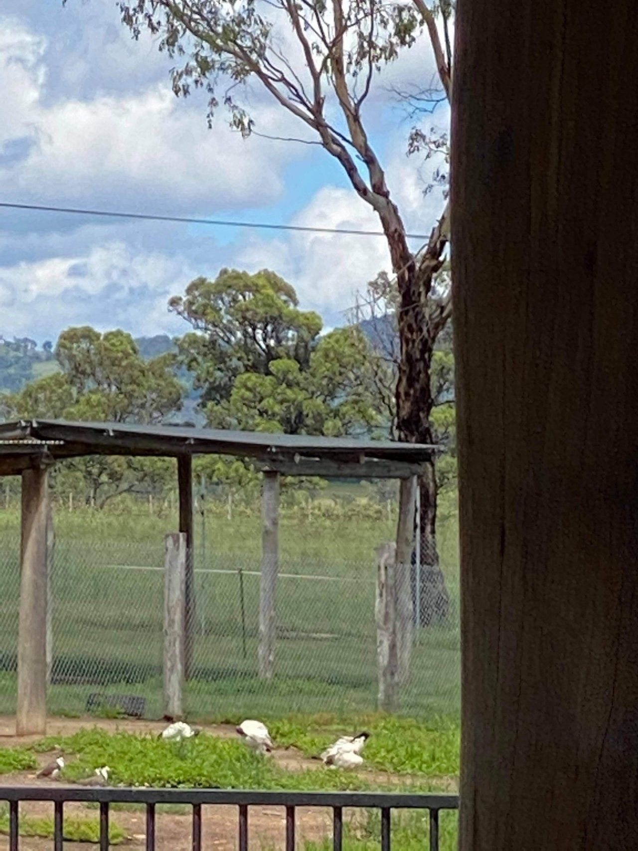 White Ibis in Big City Birds App spotted by Sean Serduk on 10.01.2021