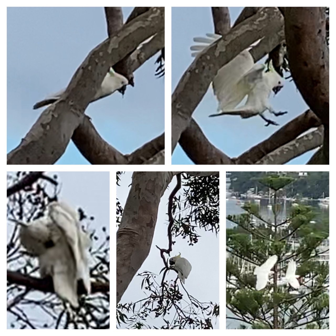 Sulphur-crested Cockatoo in Big City Birds App spotted by ednaward on 25.02.2021