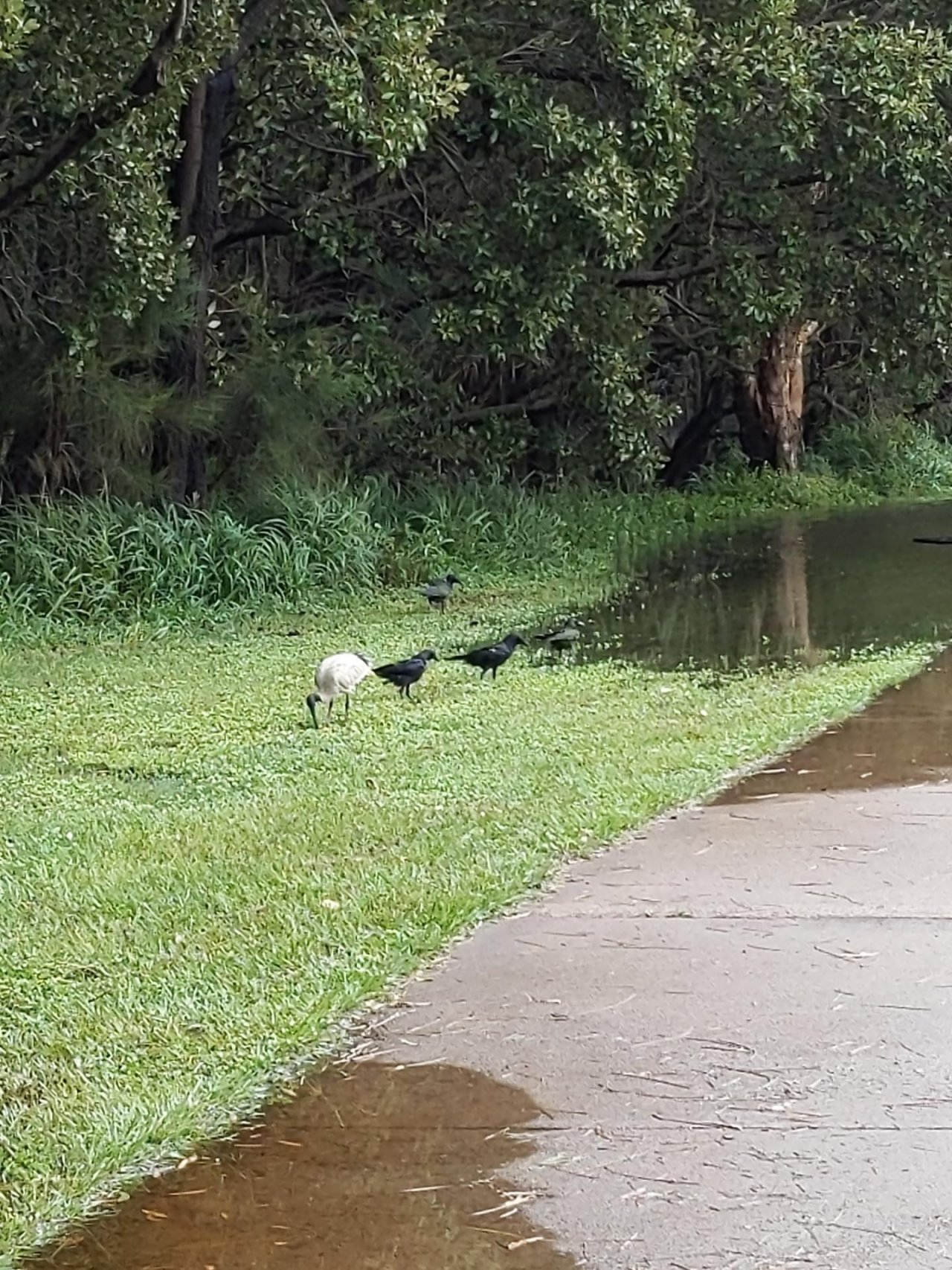 White Ibis in Big City Birds App spotted by Mitch1990 on 14.12.2020
