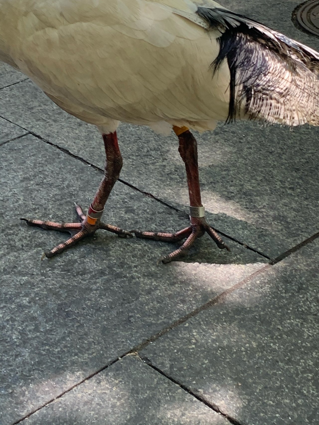 White Ibis in Big City Birds App spotted by Laurie McGuirk on 23.12.2020