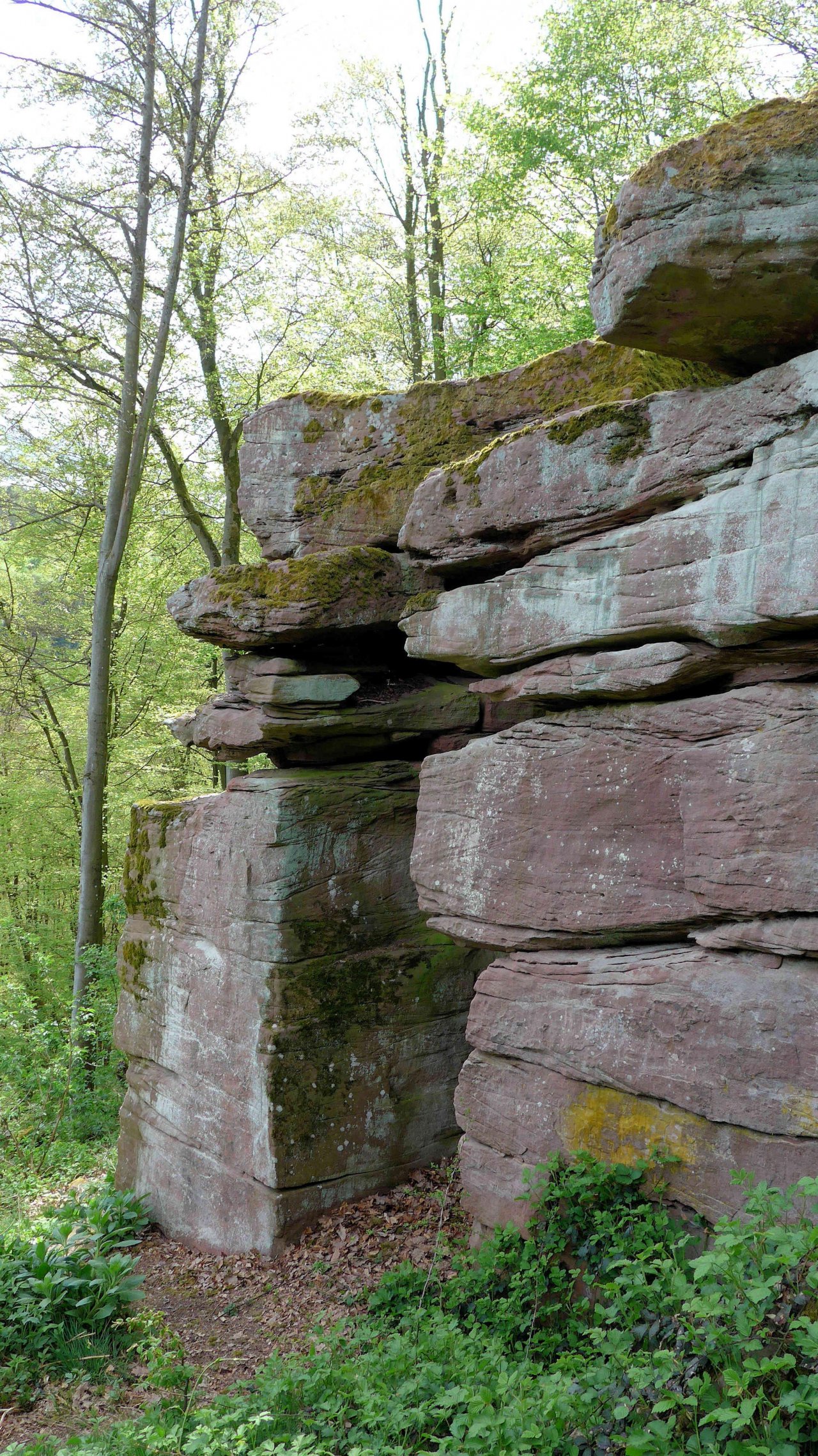 Naturdenkmal in Landauf, LandApp BW App spotted by Torsten Englert on 22.01.2021