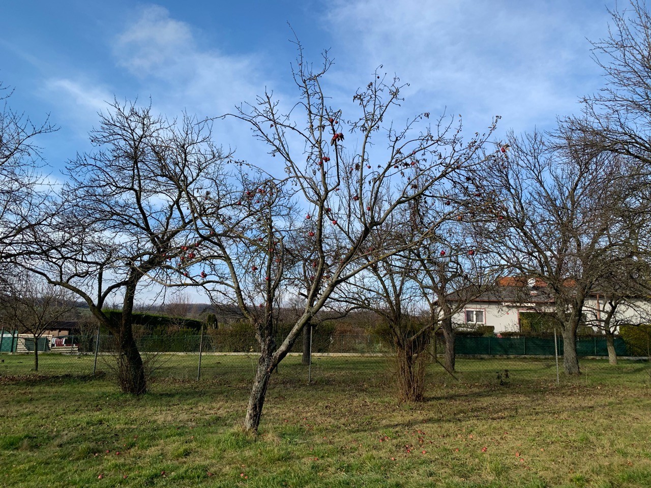 Alle Blätter des Apfelbaums sind abgefallen. | Naturkalender App | 09.12.2020