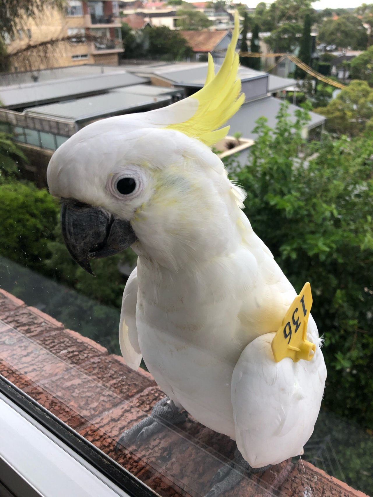 Sulphur-crested Cockatoo in Big City Birds App spotted by Cockie on 22.12.2020