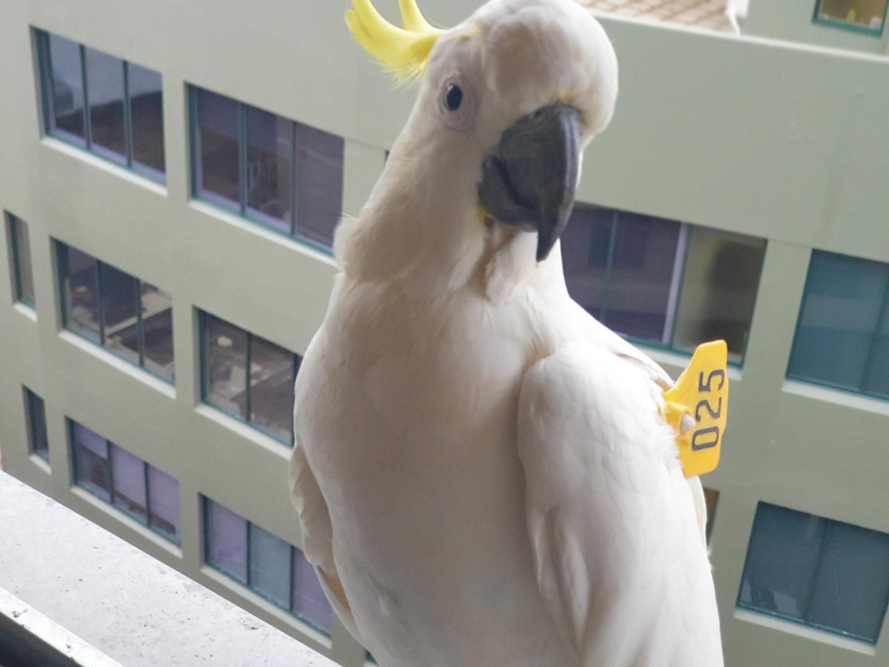 Sulphur-crested Cockatoo in Big City Birds App spotted by TomMassey on 04.01.2021