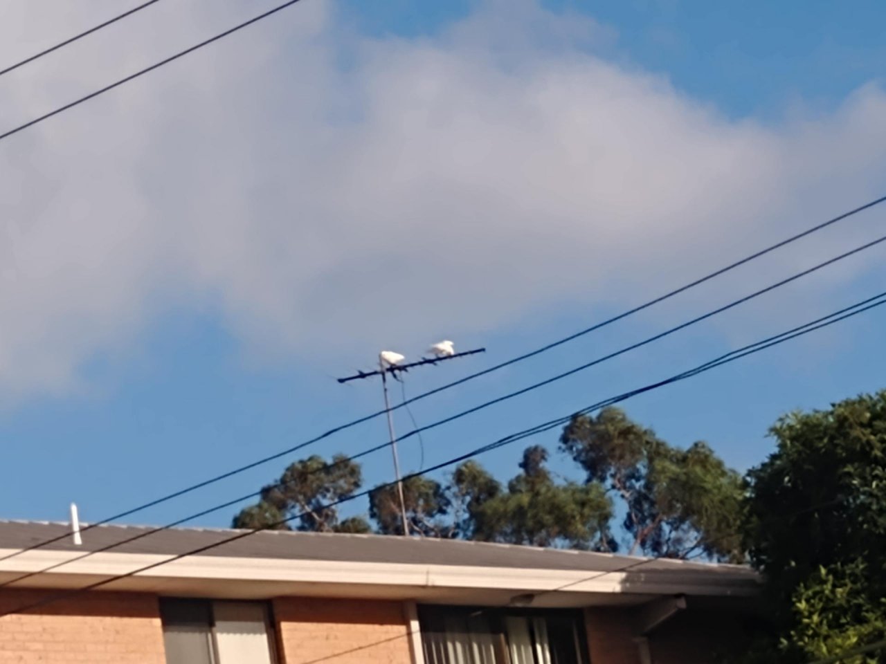 Little Corella in Big City Birds App spotted by Anna on 15.02.2021