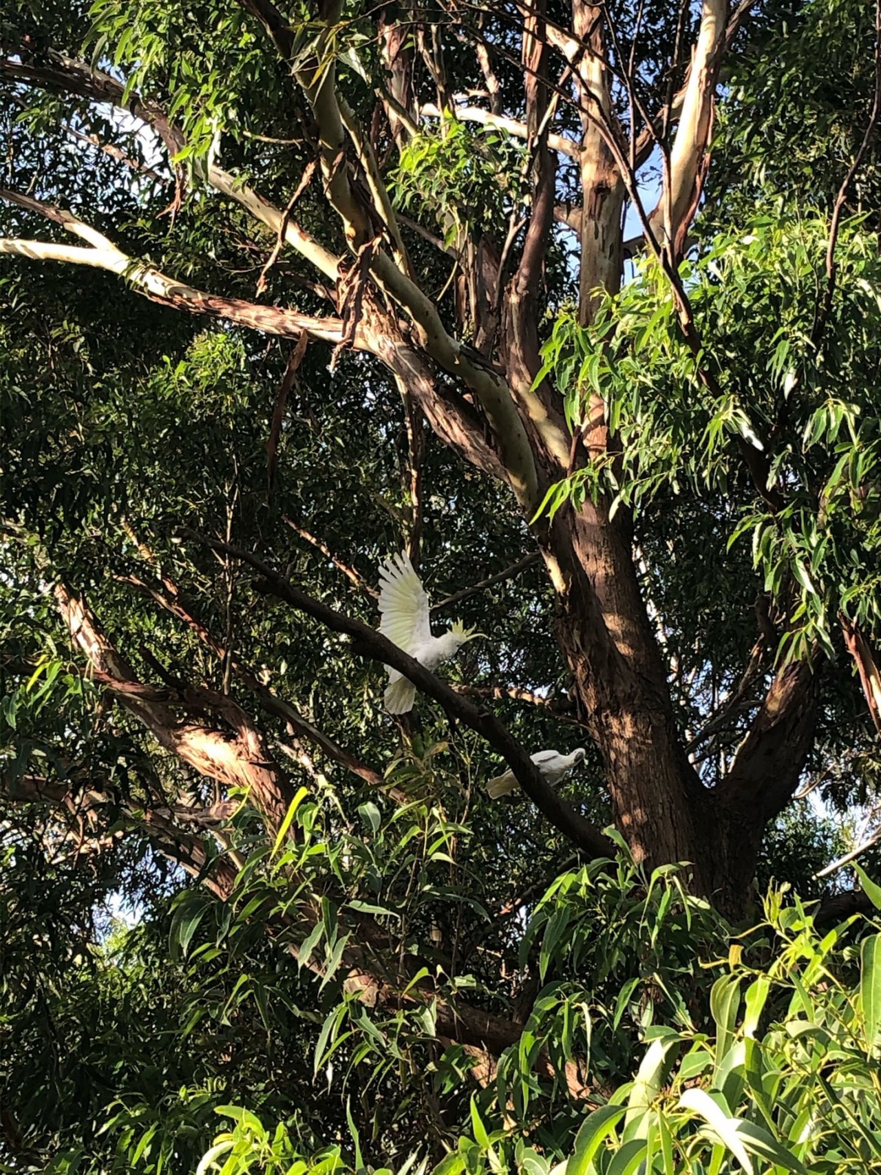 Sulphur-crested Cockatoo in Big City Birds App spotted by Cockie on 17.01.2021