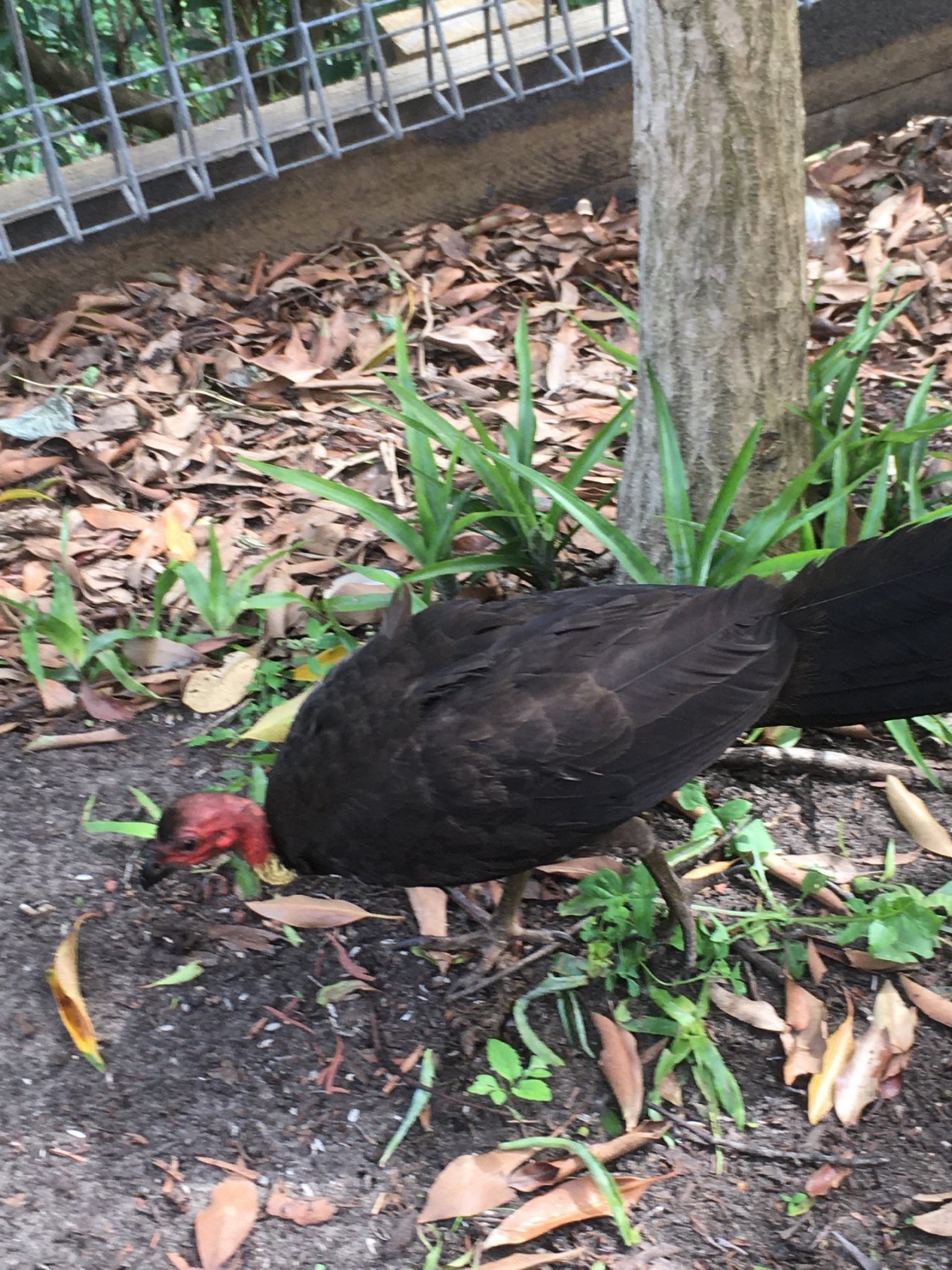 Brush-turkey in Big City Birds App spotted by Margaret Scott on 12.01.2021