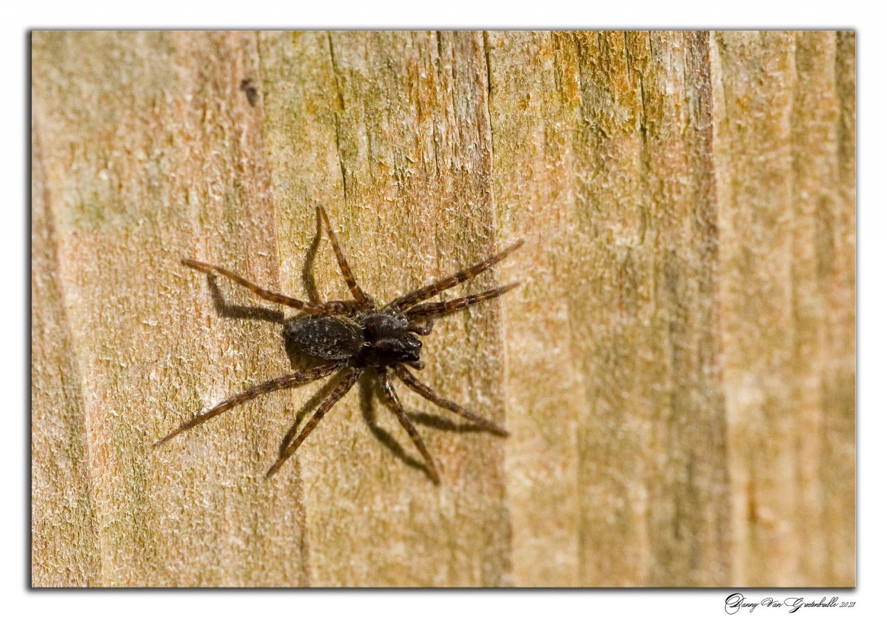 Spotted Wolf Spider in SpiderSpotter App spotted by Danny VG on 27.02.2021