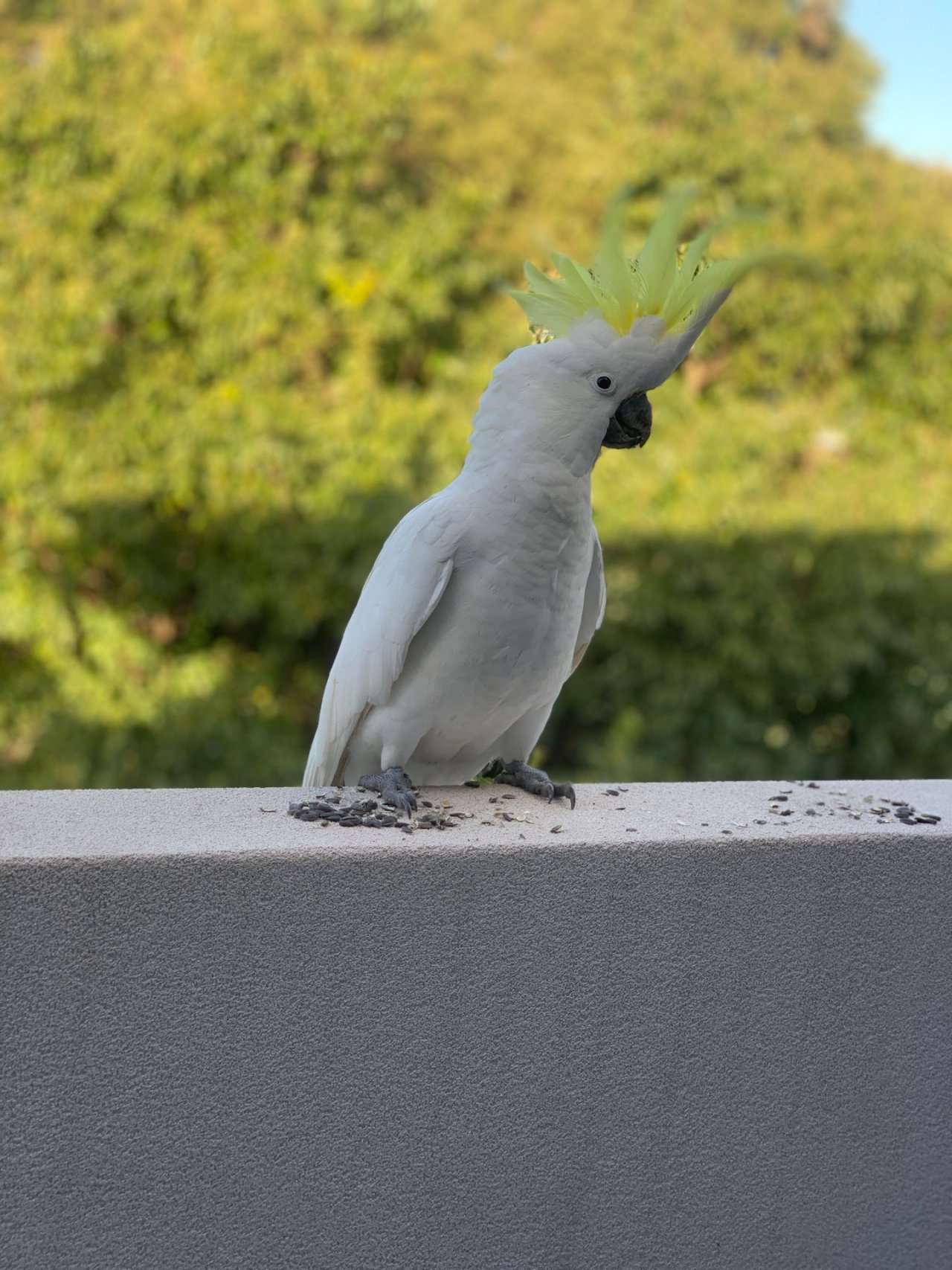 Sulphur-crested Cockatoo in Big City Birds App spotted by Magdalana Conin on 12.01.2021