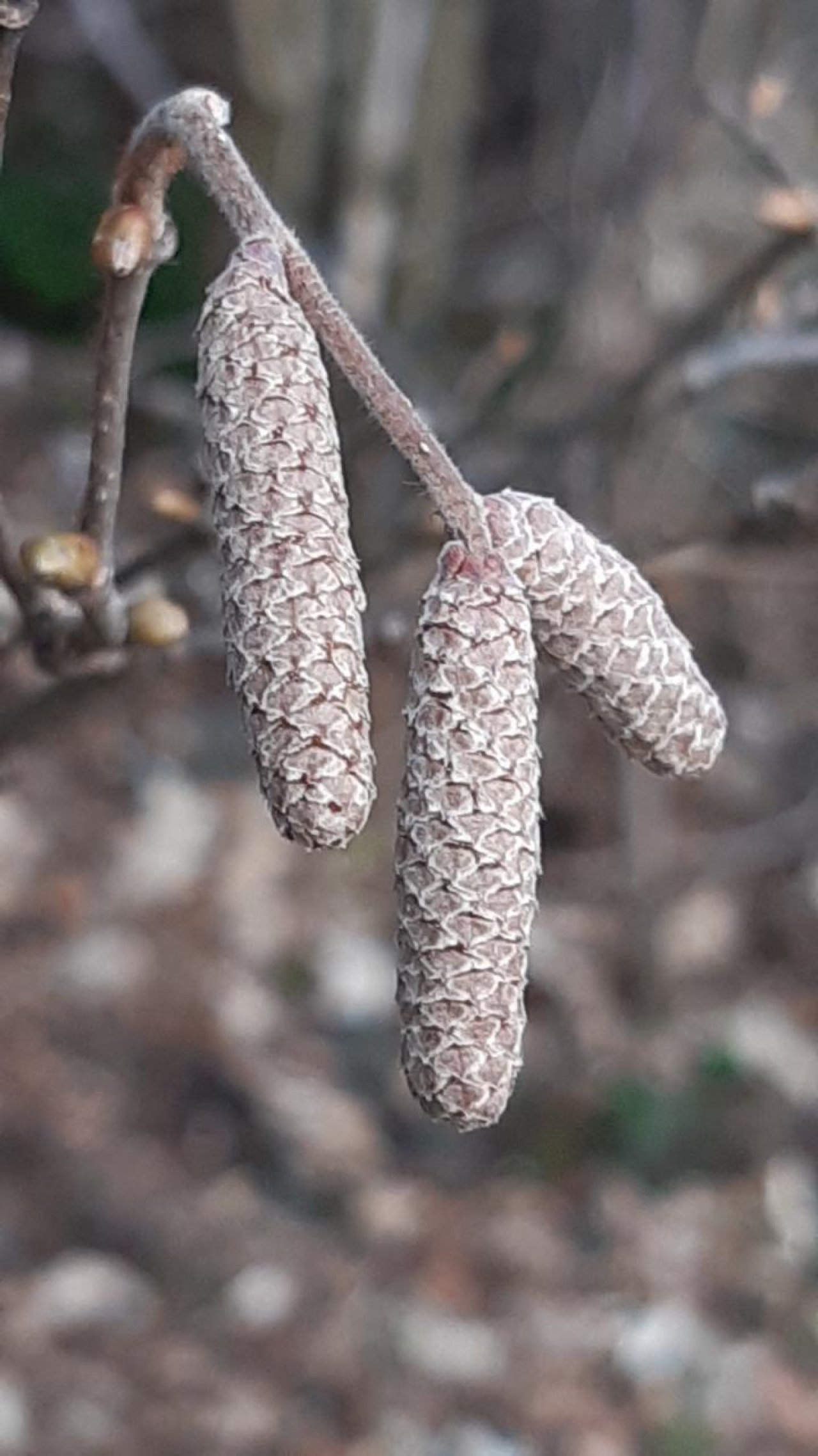 Haselstrauch in Naturkalender App spotted by Steinbock on 01.02.2021