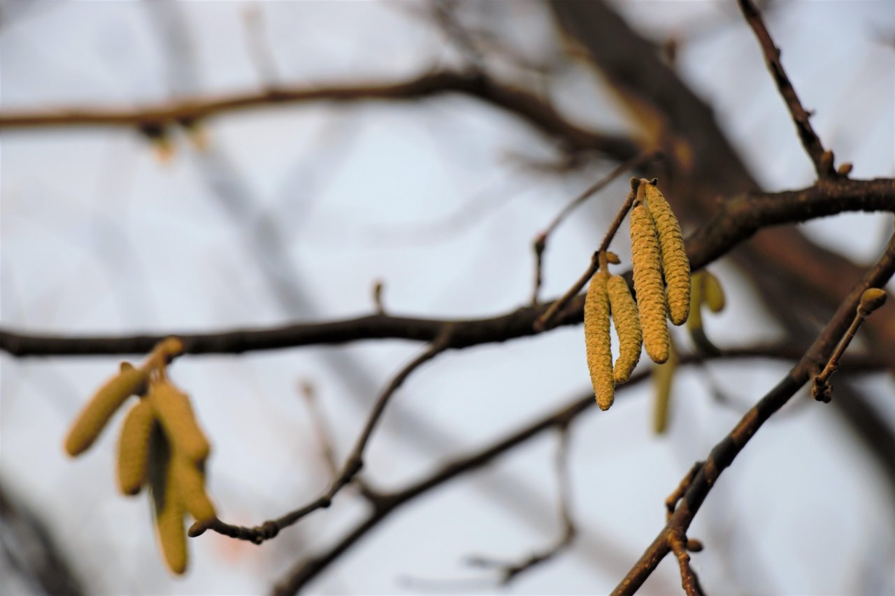 Hasel in Naturkalender Burgenland App spotted by Katharina Schabl on 03.02.2021