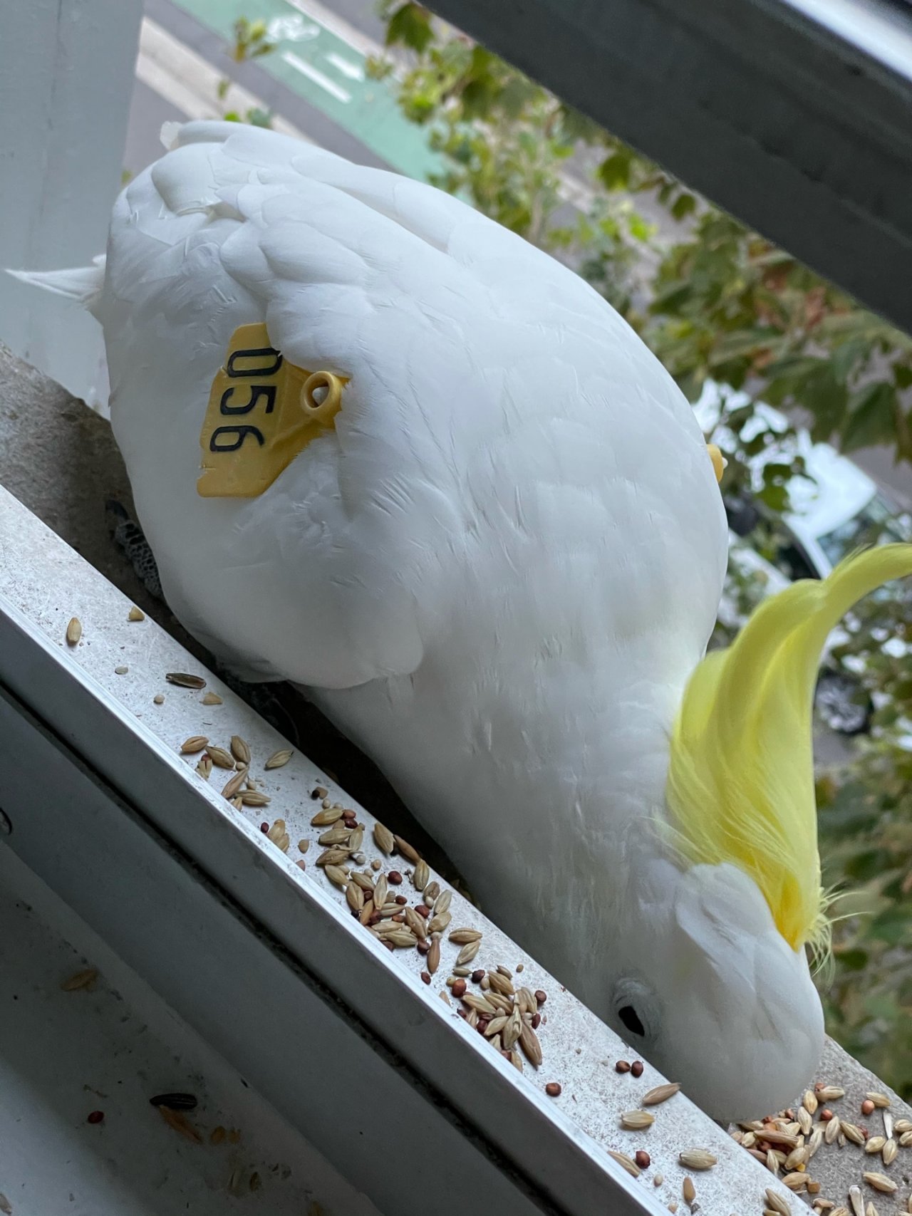 Sulphur-crested Cockatoo in Big City Birds App spotted by Lexie on 11.03.2021