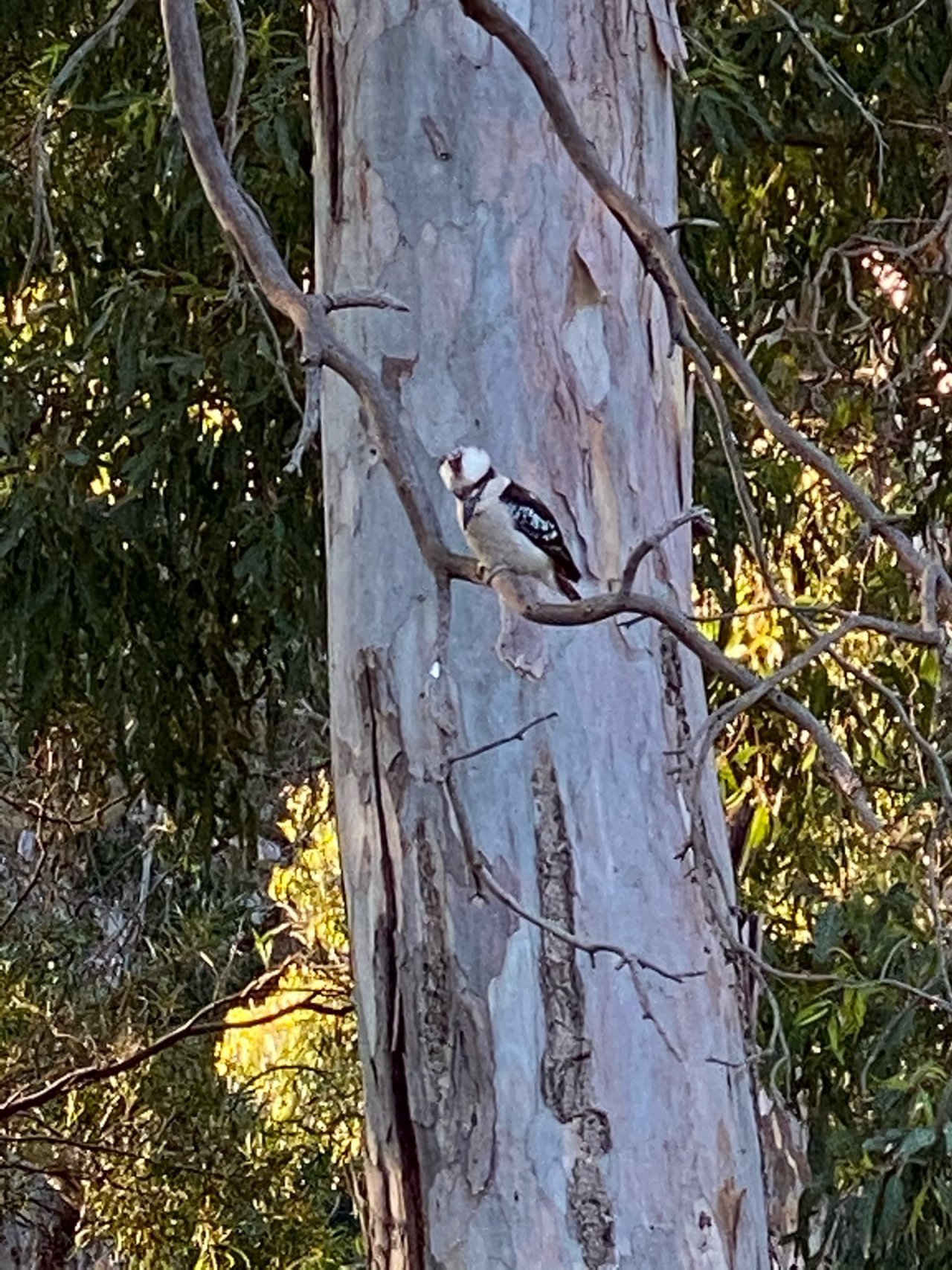 Other bird in Big City Birds App spotted by Karen Cornelius on 29.12.2020