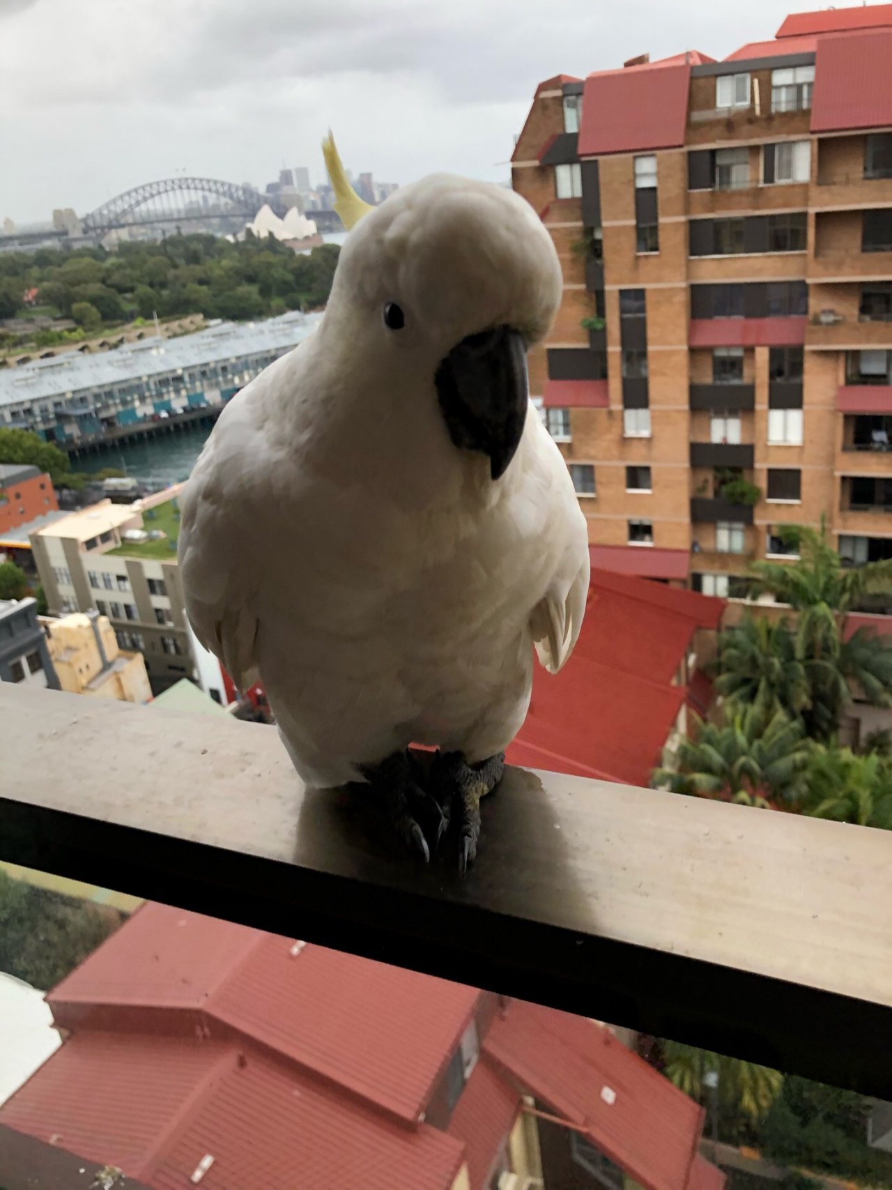 Sulphur-crested Cockatoo in Big City Birds App spotted by Philipp on 30.12.2020