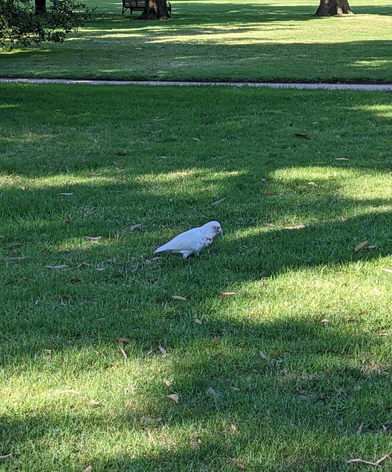 Long-billed Corella in Big City Birds App spotted by Alisa on 24.02.2021