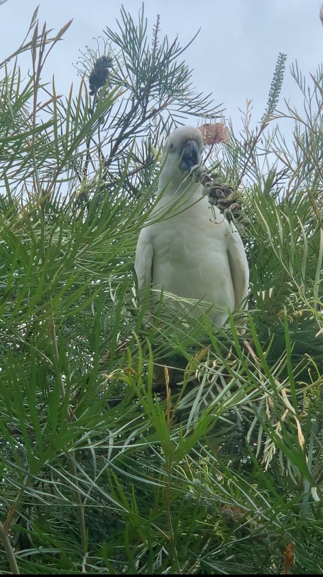 Sulphur-crested Cockatoo in Big City Birds App spotted by Susan on 08.02.2021