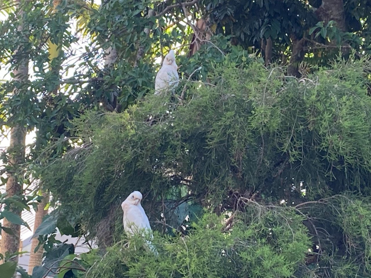 Little Corella in Big City Birds App spotted by Feather on 15.12.2020