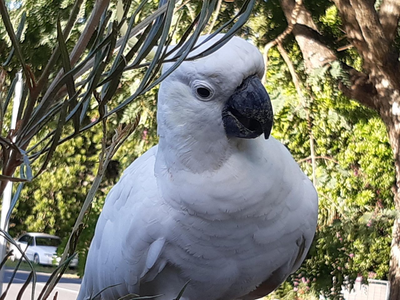 Sulphur-crested Cockatoo in Big City Birds App spotted by Feather on 27.12.2020