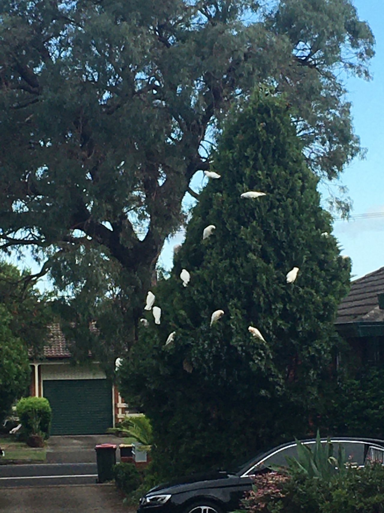 Little Corella in Big City Birds App spotted by John Martin on 20.12.2020